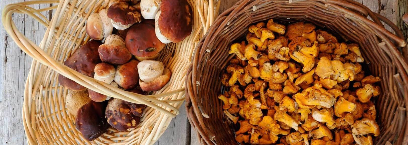 Gathered fresh, wild mushrooms in baskets