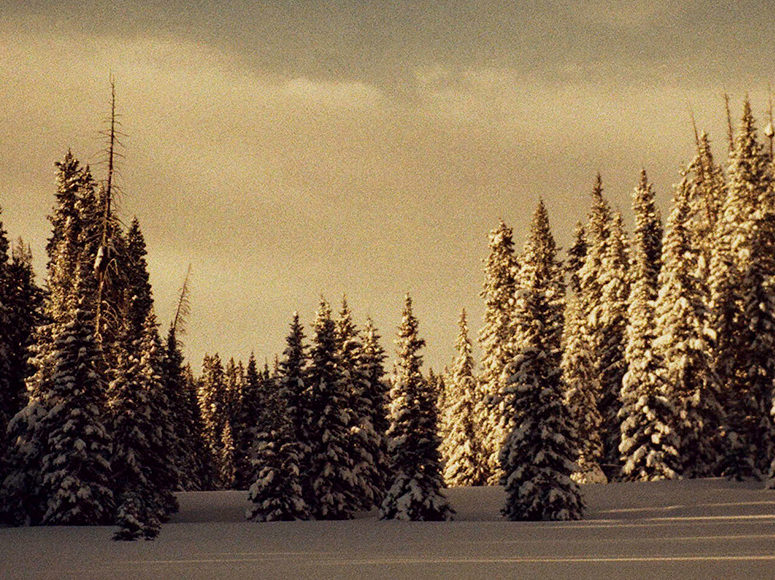 Dunton meadows in winter