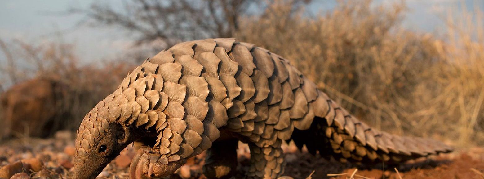 Pangolin exploring