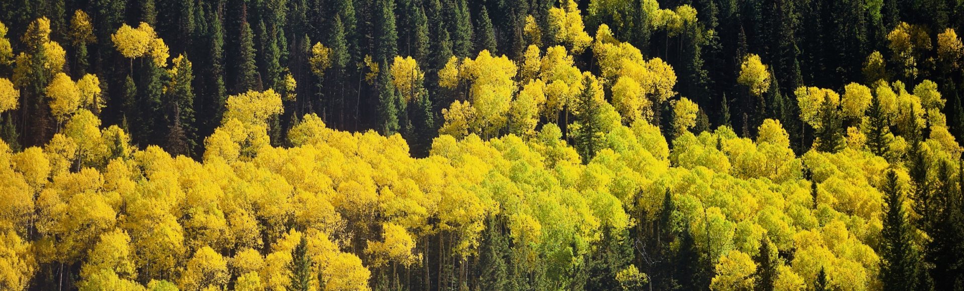 Aspens in fall