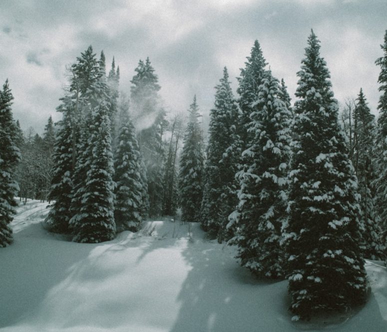 winter in the forest