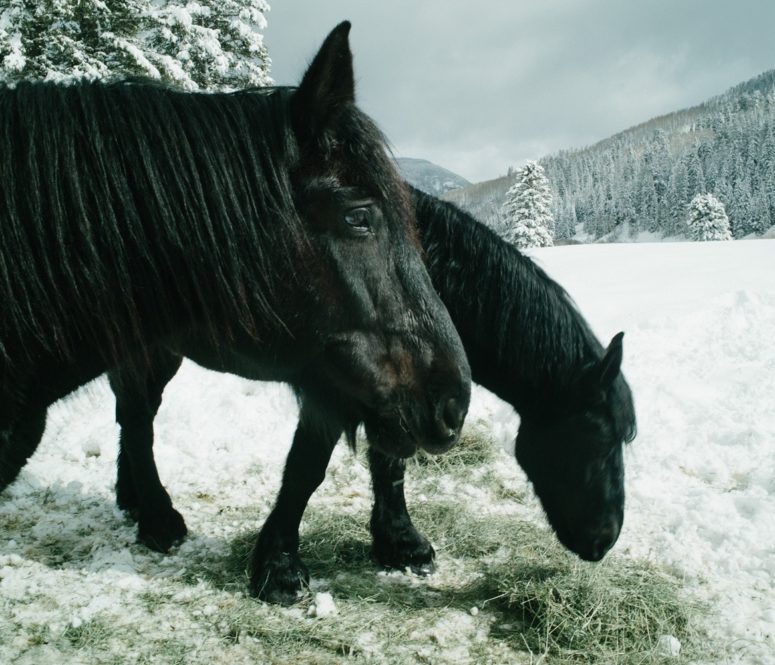 percherons at dunton
