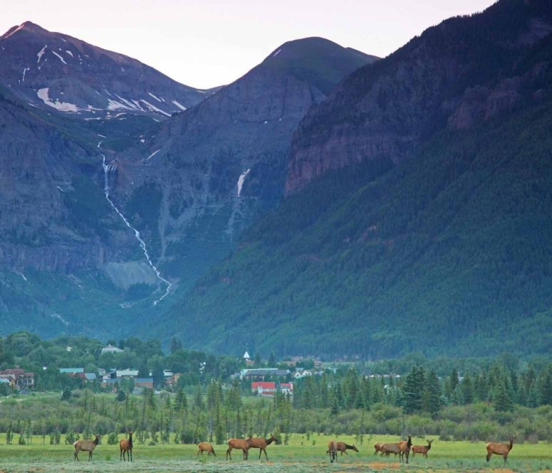 Telluride valley Elk